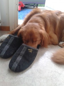 1002720_515054285214958_606752525_n