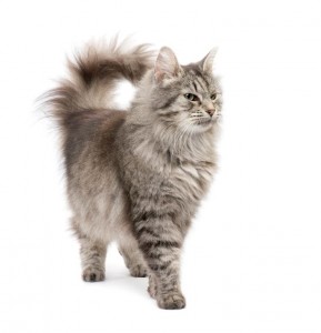 Crossbreed Siberian cat et persian catin front of a white background